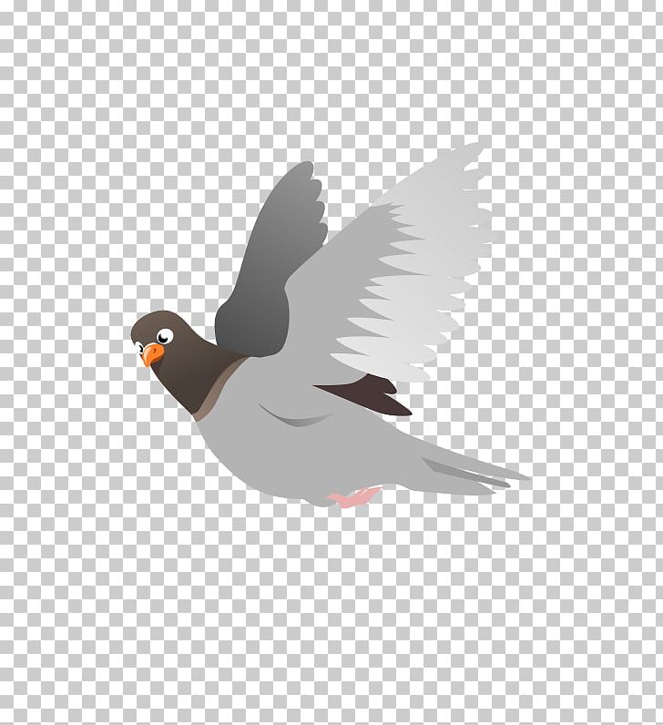 Domestic Pigeon Columbidae Flight Squab PNG, Clipart, Animals, Background Gray, Beak, Bird, Bird Flight Free PNG Download