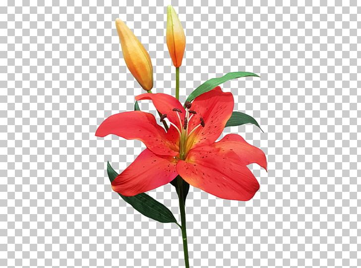 Orange Lily Cut Flowers Floral Design Plant Stem PNG, Clipart, Artificial Flower, Cut Flowers, Fern, Floral Design, Floristry Free PNG Download