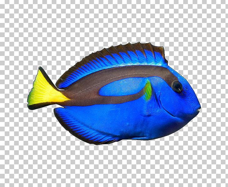 Blue Tang Yellow Tang Ocellaris Clownfish PNG, Clipart, Animals, Blue, Blue Tang, Clownfish, Cobalt Blue Free PNG Download