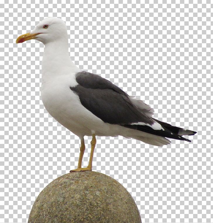 Great Black-backed Gull European Herring Gull Gulls Bird Rose PNG, Clipart, American Herring Gull, Animals, Beak, Bird, Blue Rose Free PNG Download