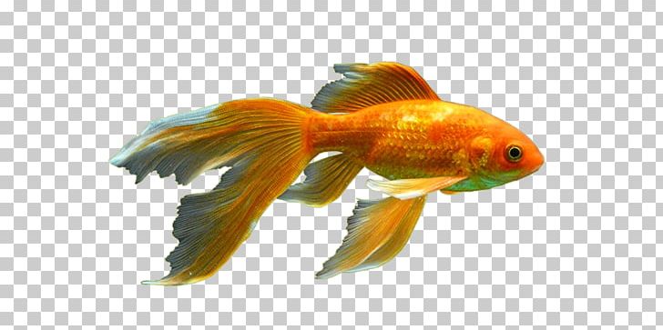 Peters' Elephantnose Fish Red Cap Oranda Bony Fishes Aquarium PNG, Clipart,  Free PNG Download