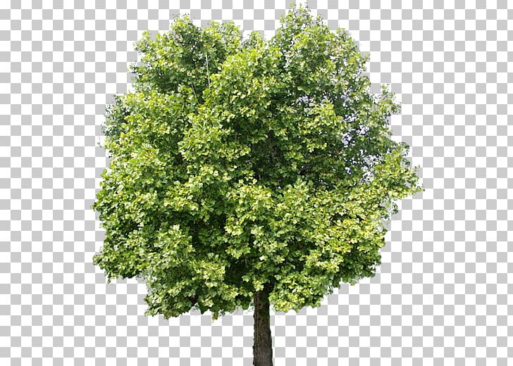 Tree Adobe Photoshop Elements PNG, Clipart, Adobe, Adobe Photoshop Elements, Adobe Systems, Branch, Evergreen Free PNG Download