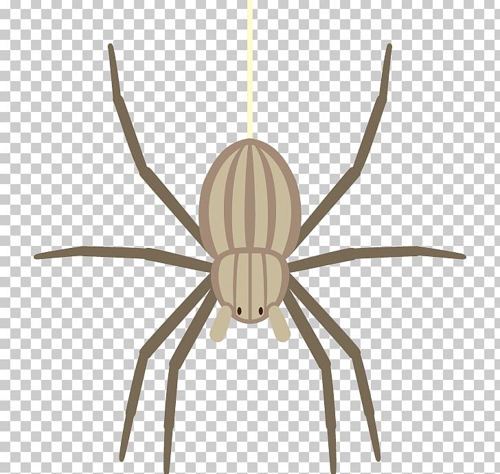 Widow Spiders Insect PNG, Clipart, Arachnid, Arthropod, Insect, Insects, Invertebrate Free PNG Download