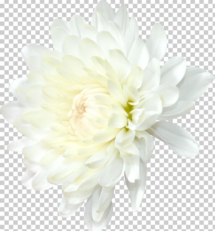 Chrysanthemum Flower Transvaal Daisy Daisy Family PNG, Clipart, Artificial Flower, Chrysanthemum, Chrysanths, Cut Flowers, Dahlia Free PNG Download