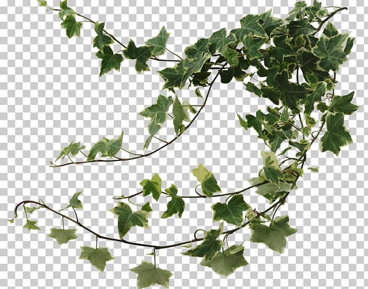 Common Ivy Vine Leaf Variegation Hedera Colchica PNG, Clipart, Avatan, Avatan Plus, Begonia, Branch, Color Free PNG Download
