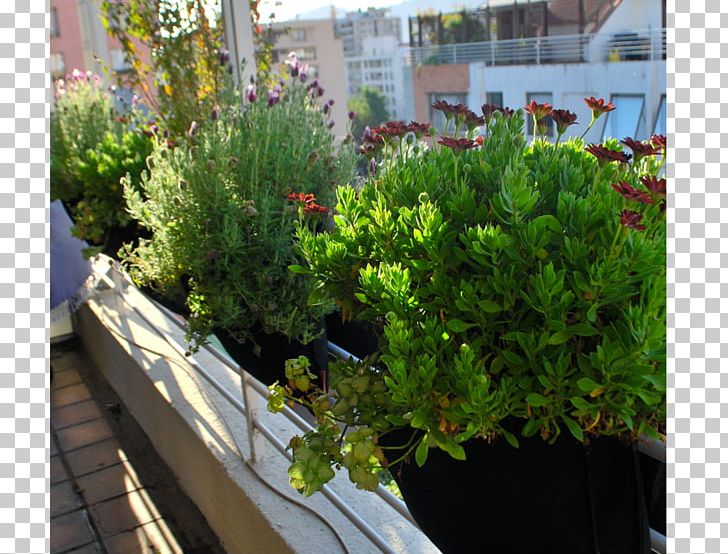 Garden Tree Flowerpot Green Wall Houseplant PNG, Clipart, Balcony, Evergreen, Floor, Flora, Flower Free PNG Download