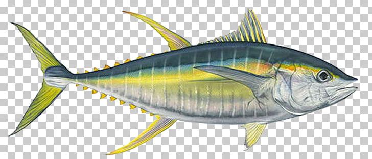 Albacore Bigeye Tuna Yellowfin Tuna Fishing PNG, Clipart, Atlantic Bluefin Tuna, Bigeye Tuna, Blackfin Tuna, Bonito, Bony Fish Free PNG Download