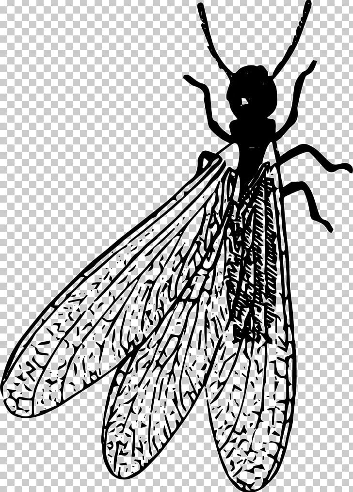 Cockroach Insect Termite Pest PNG, Clipart, Animals, Ant, Artwork, Black And White, Brush Footed Butterfly Free PNG Download
