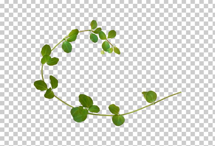 Plant Green Vine PNG, Clipart, Branch, Color, Computer Software, Data Compression, Food Drinks Free PNG Download