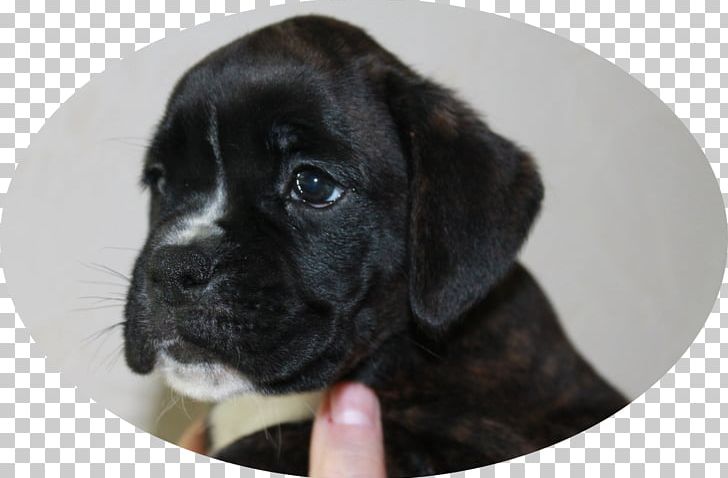 Puggle Labrador Retriever Cane Corso Puppy Dog Breed PNG, Clipart, Amanita, Animals, Boxer, Breed, Cane Corso Free PNG Download