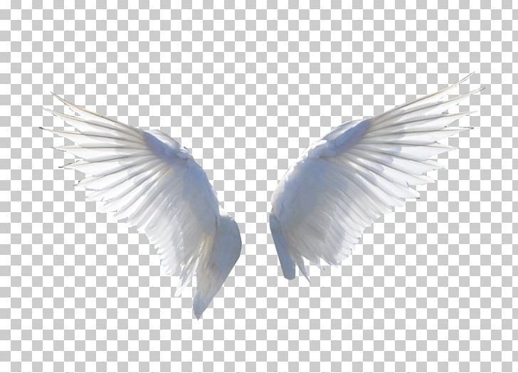 Stock Flight Eyelash PNG, Clipart, Beak, Colton Haynes, Deviantart, Eyelash, Feather Free PNG Download