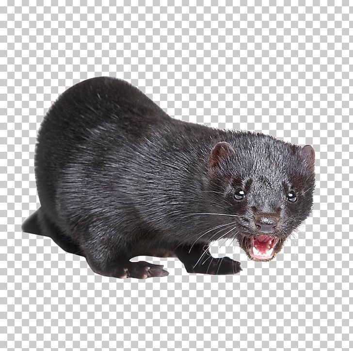 American Mink Mink Trapping Fur European Mink PNG, Clipart, Animal Mink, Animals, Animation, Anime, Anime Character Free PNG Download