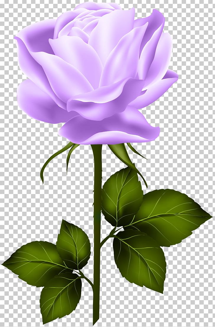 Centifolia Roses PNG, Clipart, Blue Rose, Clipart, Computer Wallpaper, Cut Flowers, Encapsulated Postscript Free PNG Download