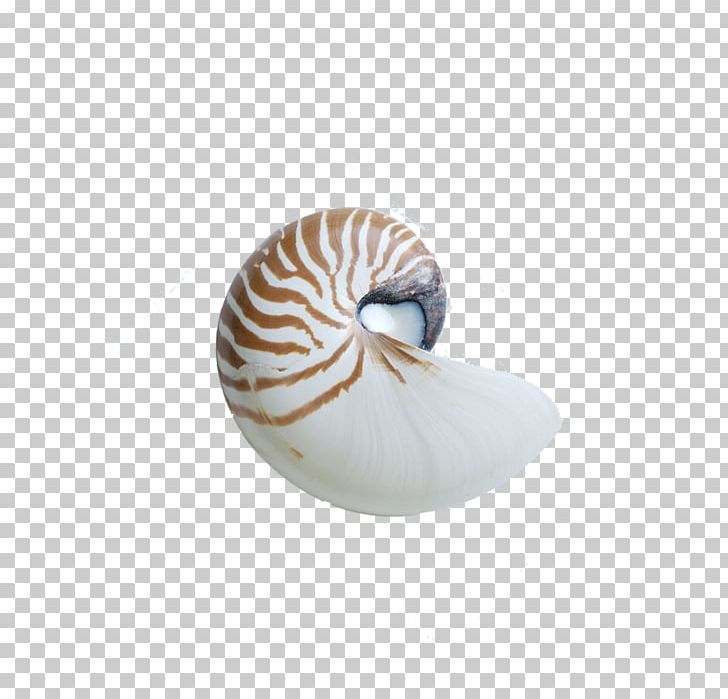 Chambered Nautilus Seashell Sea Snail PNG, Clipart, Conch, Conchology, Download, Egg Shell, Encapsulated Postscript Free PNG Download