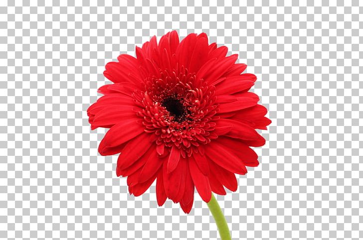 Cut Flowers Transvaal Daisy Daisy Family Anthurium Andraeanum PNG, Clipart, Annual Plant, Anthurium Andraeanum, Chrysanthemum, Cut Flowers, Dahlia Free PNG Download