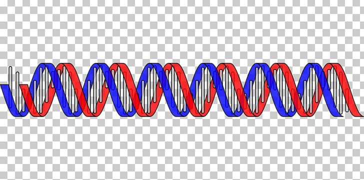 Nucleic Acid Double Helix DNA Genetics PNG, Clipart, Art, Biology, Blue, Brand, Cell Free PNG Download