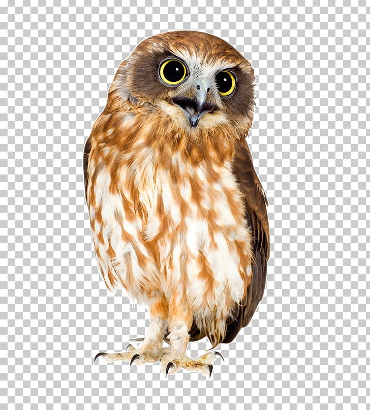 Owl Bird New Zealand Marsh Frog Stock Photography PNG, Clipart, Animal, Animals, Beak, Bird, Bird Of Prey Free PNG Download