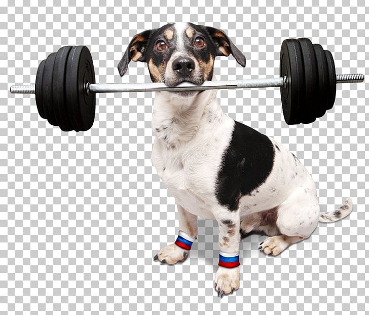 Seznam.cz Dog Breed Jack Russell Terrier Televize Seznam Dachshund PNG, Clipart, Companion Dog, Dachshund, Dog, Dog Breed, Dog Like Mammal Free PNG Download