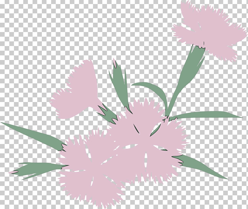 Feather PNG, Clipart, Dianthus, Feather, Flower, Grass, Leaf Free PNG Download