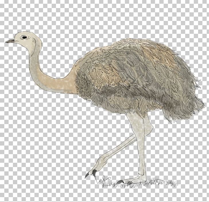 Common Ostrich Emu Terrestrial Animal Beak PNG, Clipart, Animal, Beak, Bird, Common Ostrich, Crane Free PNG Download