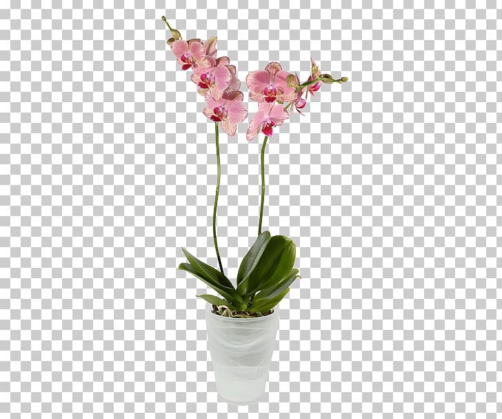 Moth Orchids Dendrobium Cut Flowers PNG, Clipart, Artificial Flower, Cattleya, Cattleya Orchids, Dendrophylax Lindenii, Flora Free PNG Download