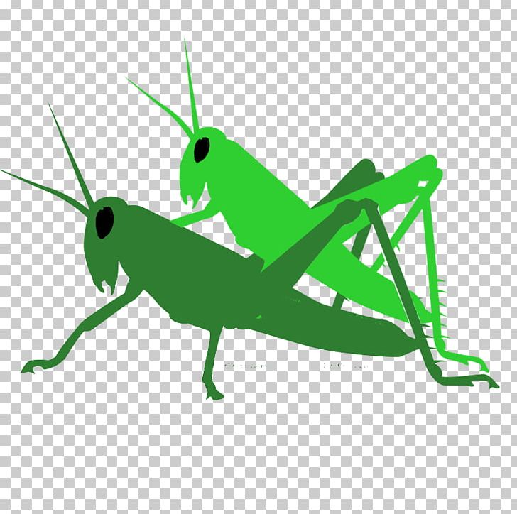 Grasshopper Locust Pest PNG, Clipart, Antagonist, Biological Life Cycle, Control, Cricket, Cricket Like Insect Free PNG Download