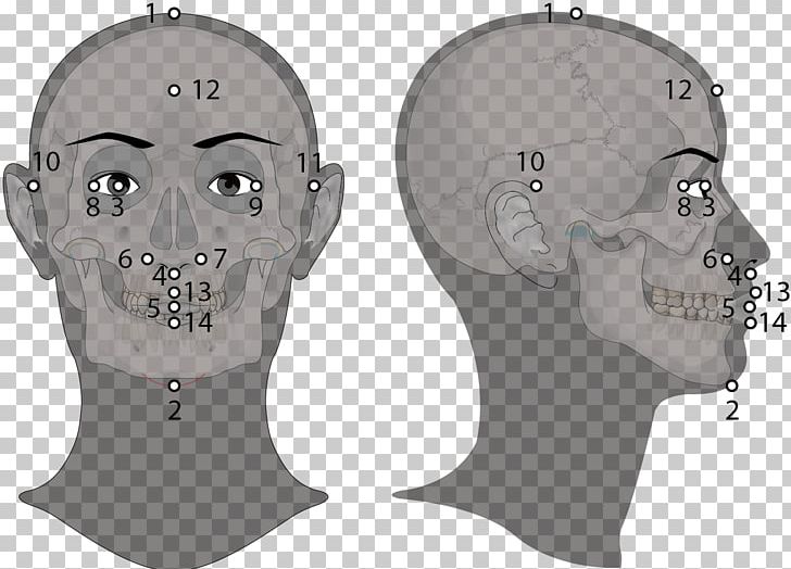 Jaw Skull Headgear PNG, Clipart, Bone, Face, Head, Headgear, Jaw Free PNG Download