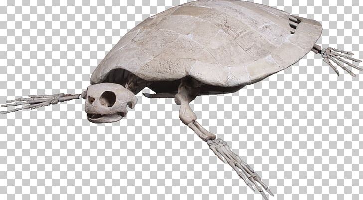 Loggerhead Sea Turtle Reptile Skeleton PNG, Clipart, Animals, Caretta, Desset Turtle, Fauna, Fossil Free PNG Download