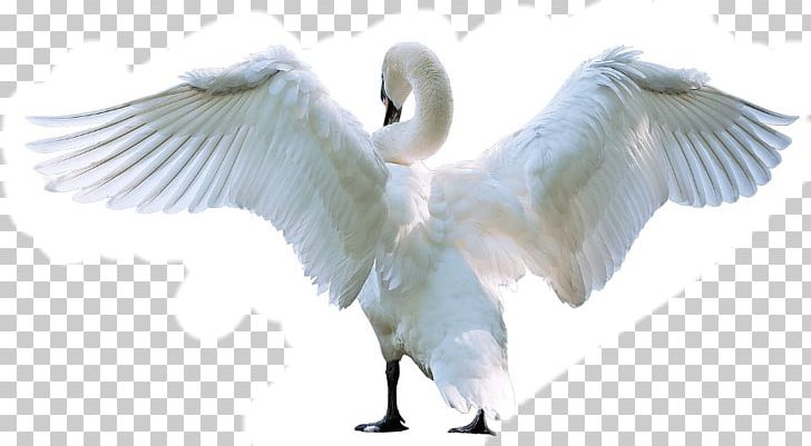 Mute Swan Bird Photography PNG, Clipart, 720p, Animal, Animals, Beak, Bird Free PNG Download