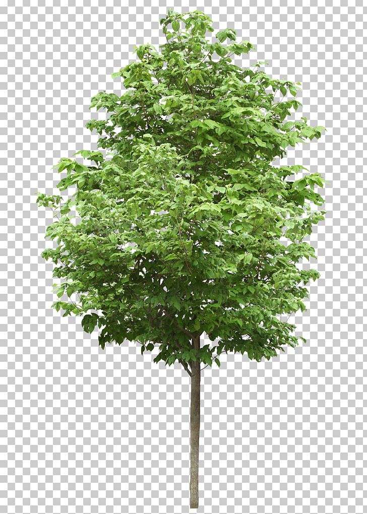 Small Trees Birch Deciduous Stock Photography PNG, Clipart, American Sycamore, Arborist, Arvores, Aspen, Birch Free PNG Download