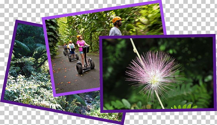 World Botanical Gardens Hawaii Belt Road Zip-line PNG, Clipart, Botanical Garden, Botany, Collage, Ecosystem, Flora Free PNG Download