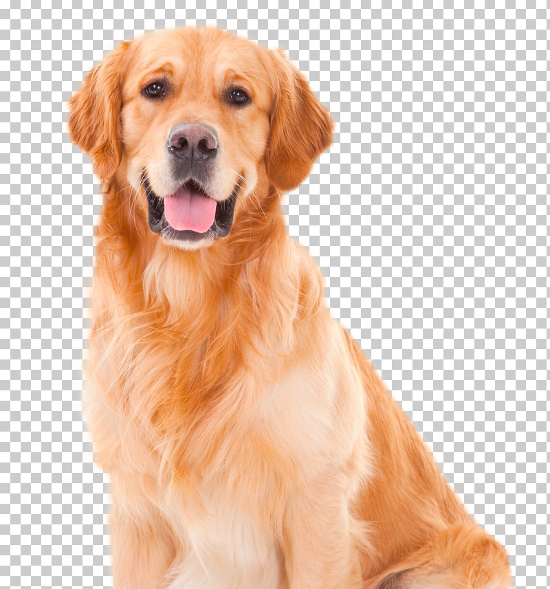 Dog Golden Retriever Retriever Companion Dog Sporting Group PNG, Clipart, Ancient Dog Breeds, Companion Dog, Dog, Flatcoated Retriever, Golden Retriever Free PNG Download
