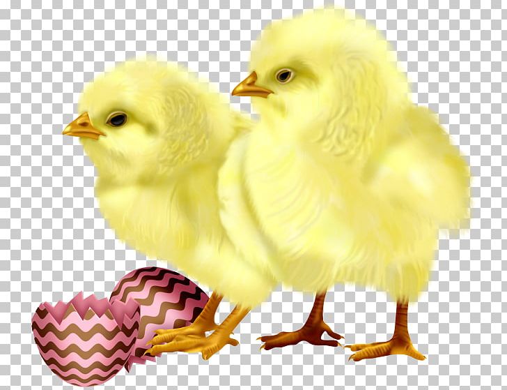 Chicken Egg Cuteness PNG, Clipart, Animal, Animals, Animation, Beak, Bird Free PNG Download