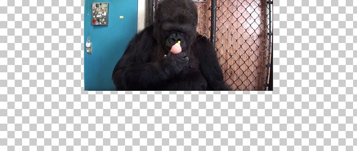 Gorilla Kitten Ape Cat Chimpanzee PNG, Clipart, Animal, Ape, Black, Breed, Cat Free PNG Download