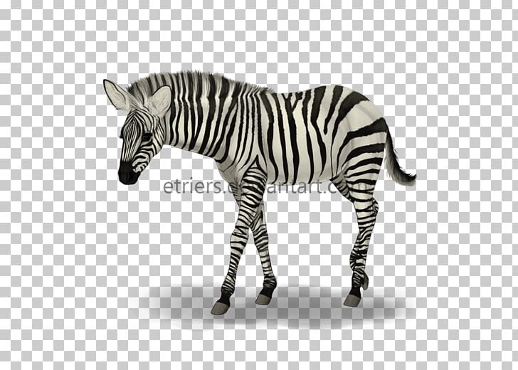 Quagga Neck Mane White Snout PNG, Clipart, Animal, Aug, Baby Zebra, Black And White, Deviantart Free PNG Download