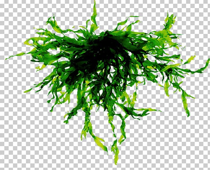 Algae Seaweed Portable Network Graphics File Format PNG, Clipart, Algae, Aquarium Decor, Brown Algae, Drawing, Grass Free PNG Download