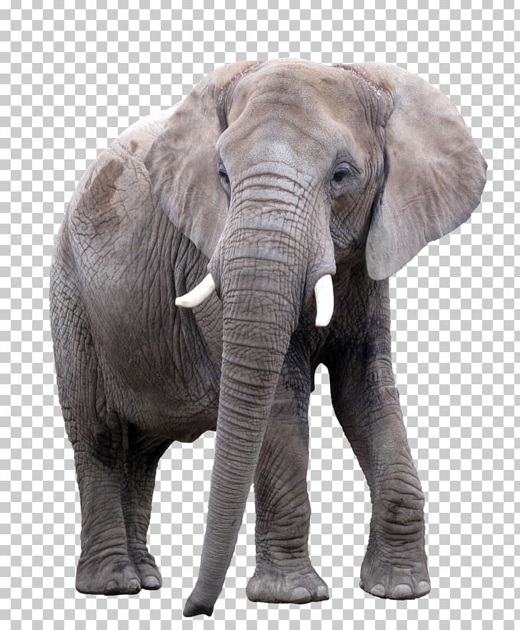 Asian Elephant African Elephant Photography PNG, Clipart, African ...