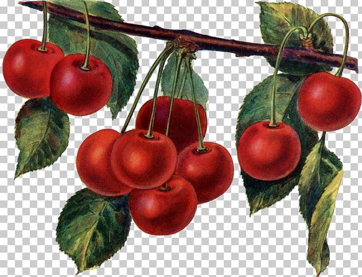 Cherry Pie Maraschino Cherry Sour Cherry PNG, Clipart, Apple, Art, Berry, Bing Cherry, Branch Free PNG Download