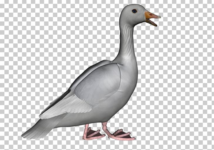Goose Duck Bird PNG, Clipart, Animal, Animals, Barnacle Goose, Beak, Bird Free PNG Download