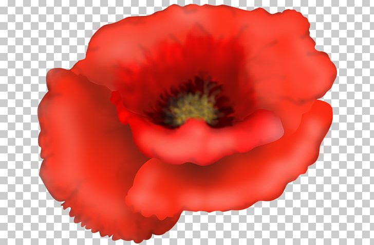 T-shirt Poppy Pillow Cotton Bag PNG, Clipart, Annual Plant, Bag, Cafepress, Clothing Accessories, Coquelicot Free PNG Download
