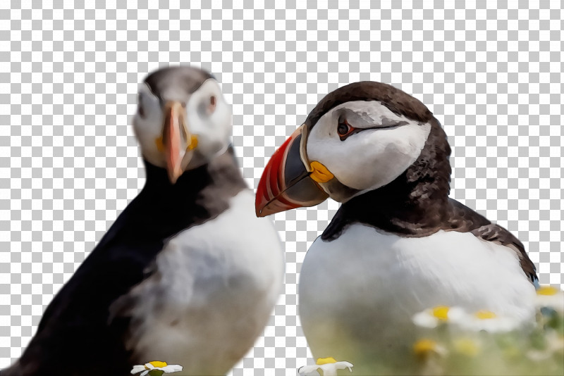 Puffins Shorebirds Beak Science Birds PNG, Clipart, Beak, Biology, Birds, Paint, Puffins Free PNG Download
