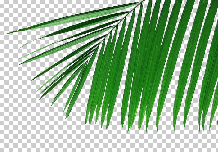 Arecaceae Palm Branch Leaf Frond PNG, Clipart, Angle, Autumn Leaves, Banana Leaves, Branch, Brand Free PNG Download