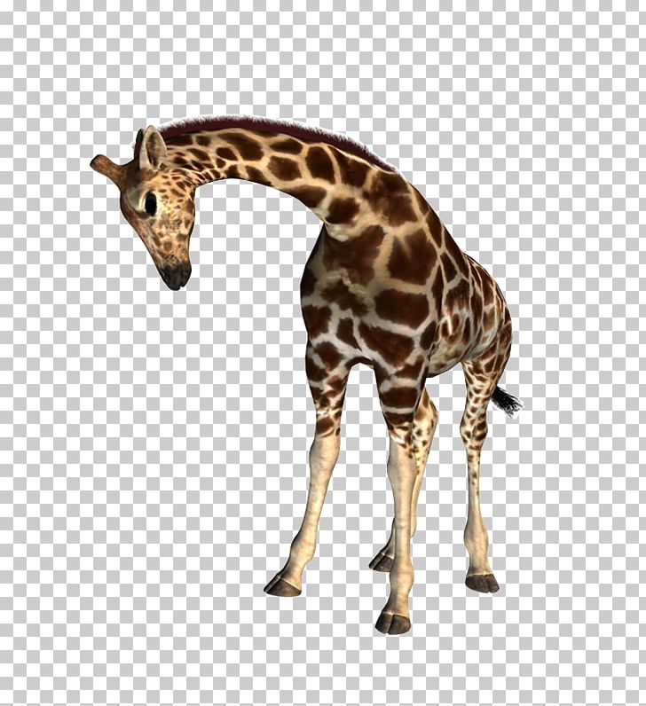 Northern Giraffe Drawing Animal Presentation PNG, Clipart, Animal, Animal Figure, Drawing, Fauna, Gimp Free PNG Download