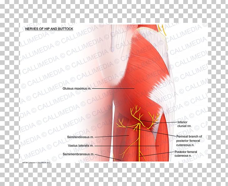 Shoulder Nerve Muscle Hip Arm PNG, Clipart, Abdomen, Angle, Arm, Blood Vessel, Buttocks Free PNG Download