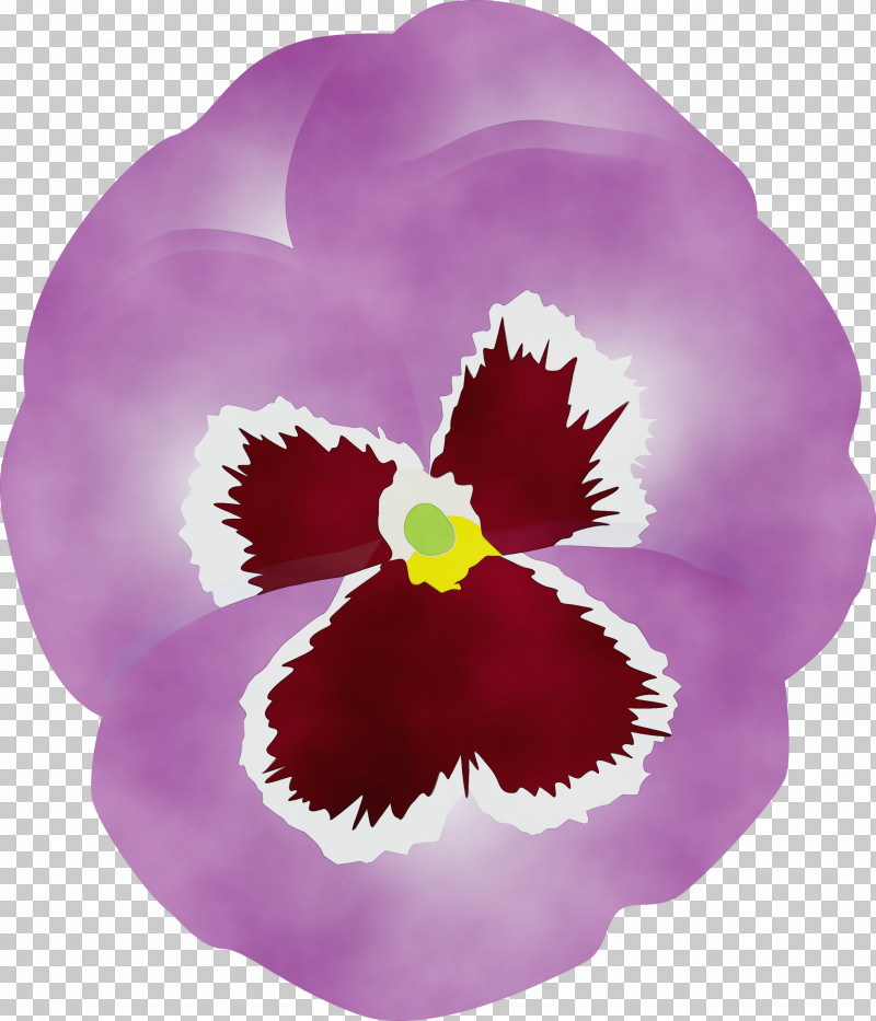 Violet Flower Petal Pansy Purple PNG, Clipart, Cattleya, Dendrobium, Flower, Magenta, Moth Orchid Free PNG Download