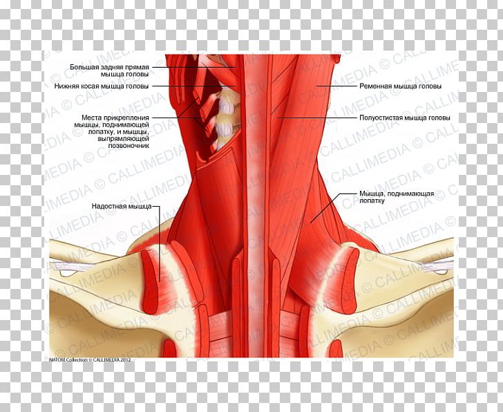 Posterior Triangle Of The Neck Head And Neck Anatomy Human Body Muscle PNG, Clipart, Anatomy, Blood Vessel, Footwear, Head And Neck Anatomy, Human Back Free PNG Download