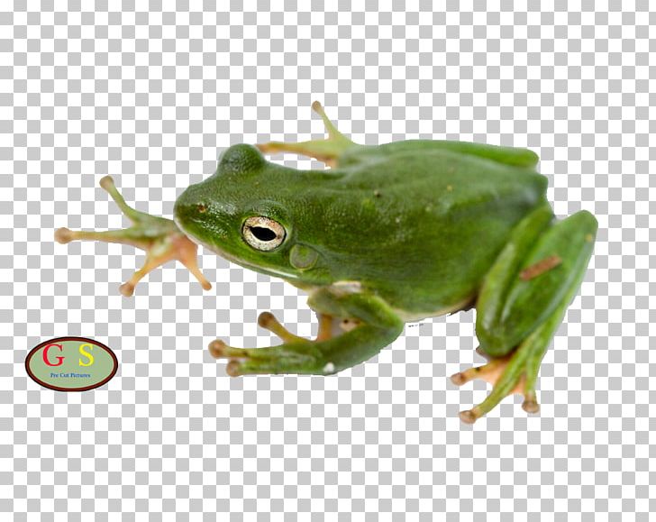 American Green Tree Frog Amphibian Australian Green Tree Frog PNG, Clipart, American Green Tree Frog, Amphibian, Animals, Australasian Treefrogs, Bullfrog Free PNG Download