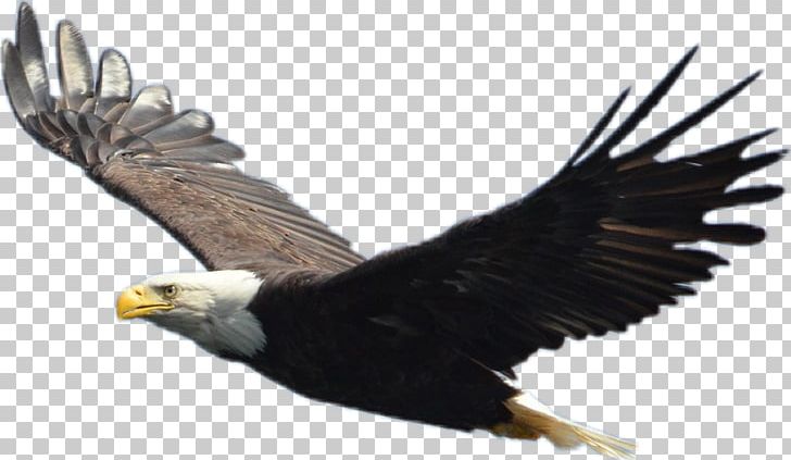 Bald Eagle Bird Nest PNG, Clipart, Accipitriformes, Animals, Bald Eagle, Beak, Bird Free PNG Download