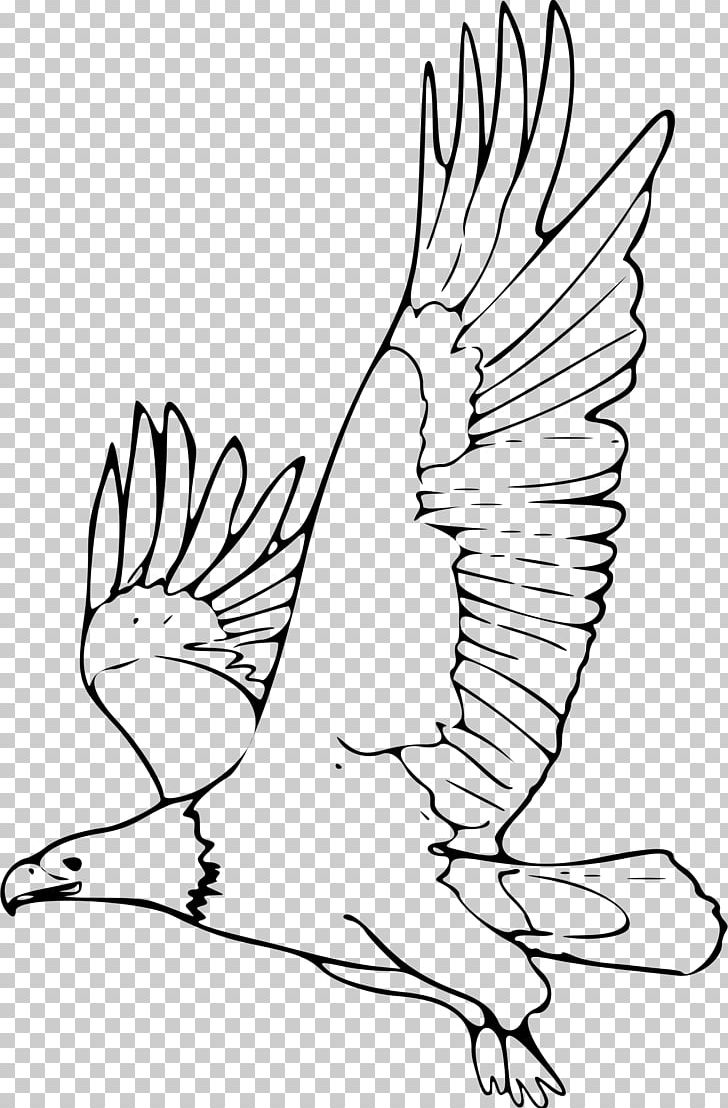 Bald Eagle Drawing PNG, Clipart, Animals, Art, Artwork, Bald Eagle, Beak Free PNG Download