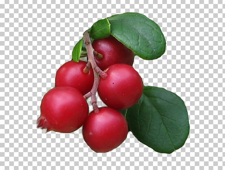 Lingonberry Barbados Cherry Food Cranberry Kona Coffee PNG, Clipart, Acerola, Acerola Family, Barbados Cherry, Berry, Bush Tomato Free PNG Download